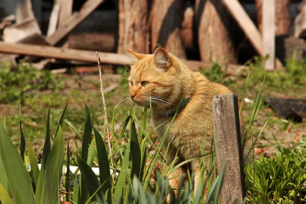 Mooie rode kat in het gras — Stockfoto