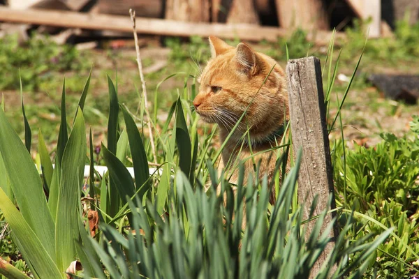 Gyönyörű vörös macska a fűben — Stock Fotó