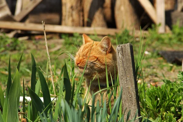 Beau chat rouge dans l'herbe — Photo