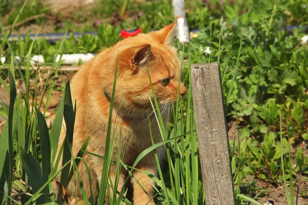 Красива червона кішка в траві — стокове фото