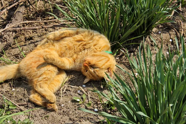 Красива кішка лежить на вулиці в траві — стокове фото