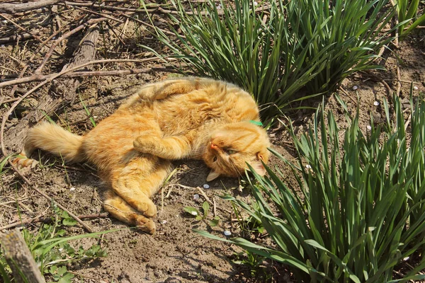 Gyönyörű macska fekszik az utcán a fűben — Stock Fotó