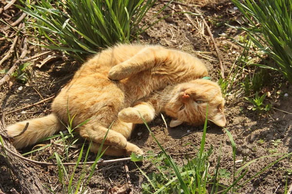 美丽的猫躺在草地上的大街上 — 图库照片