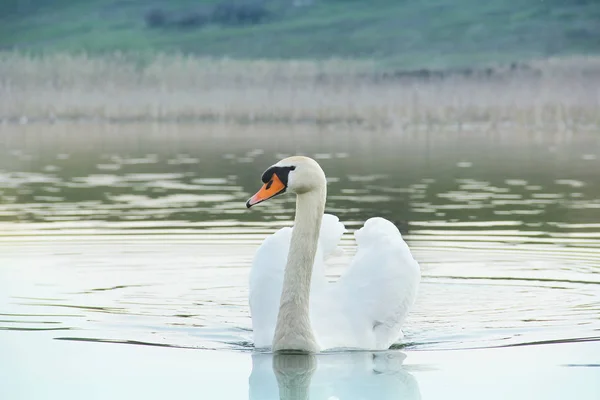 Swan. Beautiful swan on the water. Beautiful bird — Stock Photo, Image