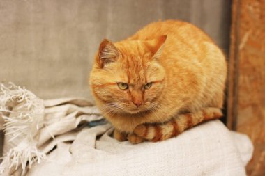 Güzel kırmızı kedi sokakta