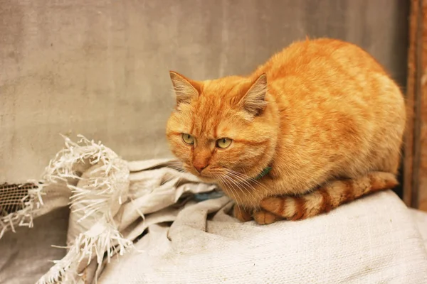 Красива червона кішка на вулиці — стокове фото