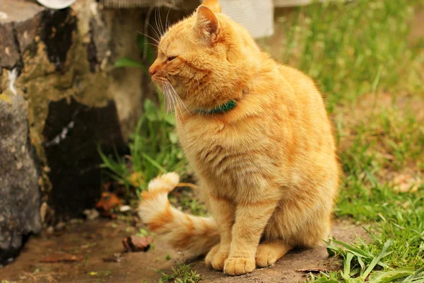 Hermoso gato rojo en la calle —  Fotos de Stock