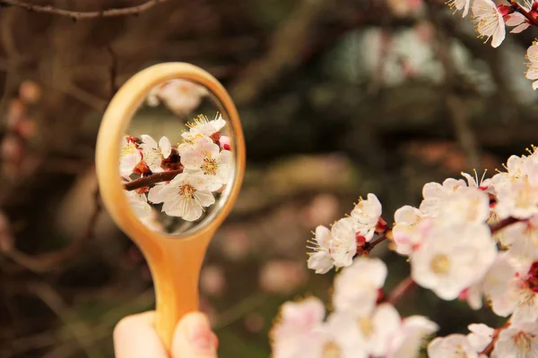 Flowers in the mirror reflection. Flowering tree. The tree bloom