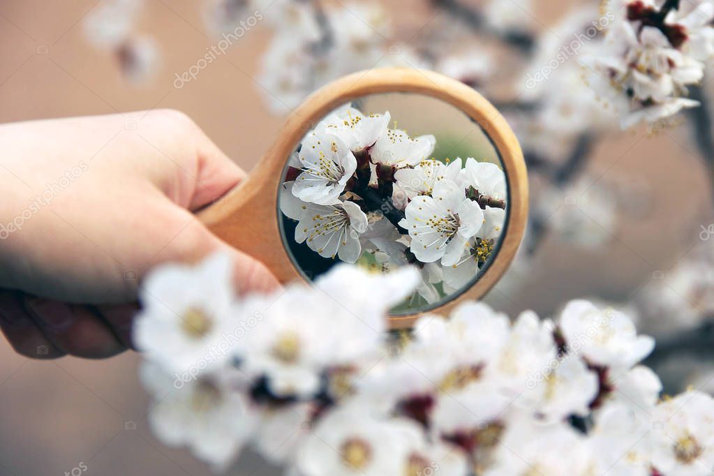 Flowers in the mirror reflection. Flowering tree. The tree bloom