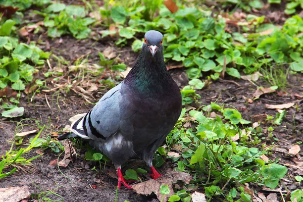 Duen er tæt på i parken. Fugl - Stock-foto