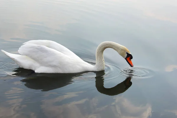 Swan. Mooie zwaan op het water. Mooie vogel — Stockfoto