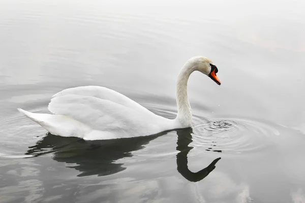 Hattyú. Gyönyörű hattyú a vízen. Gyönyörű madár — Stock Fotó