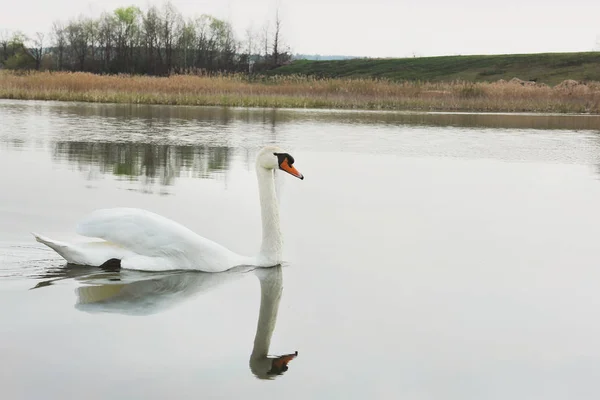 Swan. Beautiful swan on the water. Beautiful bird — Stock Photo, Image