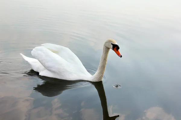 Cisne. Belo cisne na água. Pássaro bonito — Fotografia de Stock