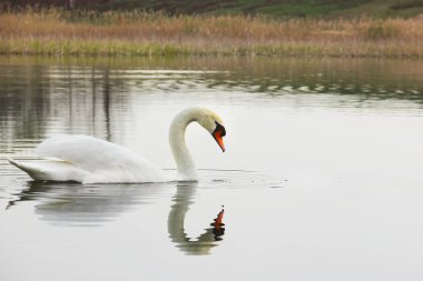 Kuğu. Sudaki güzel kuğu. Güzel kuş