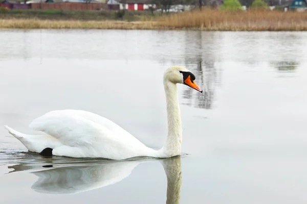 Schwan. schöner Schwan auf dem Wasser. schöner Vogel — Stockfoto