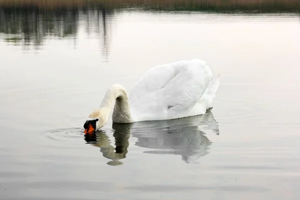 Schwan. schöner Schwan auf dem Wasser. schöner Vogel — Stockfoto