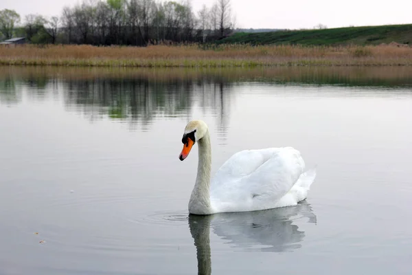 Cisne. Hermoso cisne en el agua. Pájaro hermoso —  Fotos de Stock