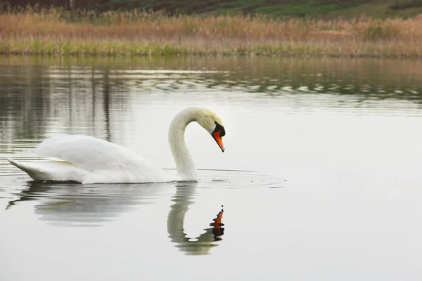 Schwan. schöner Schwan auf dem Wasser. schöner Vogel — Stockfoto