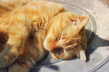 Güzel kırmızı kedi sokakta uyku