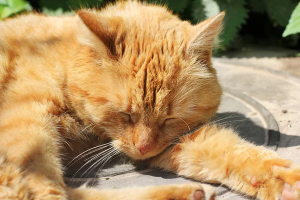 Mooie rode kat slapen op straat — Stockfoto