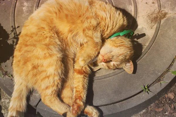 Gyönyörű vörös macska alszik az utcán — Stock Fotó