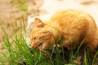 Çimenlerde oturan güzel kırmızı kedi