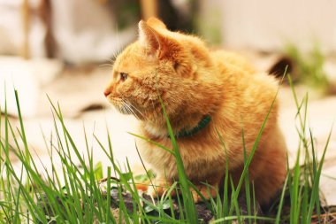 Çimenlerde oturan güzel kırmızı kedi