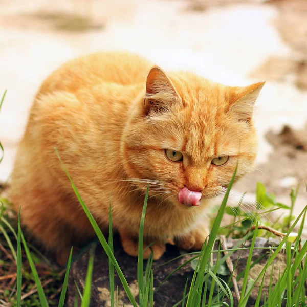 A macska van megnyalta. Gyönyörű vörös macska ül a fűben — Stock Fotó