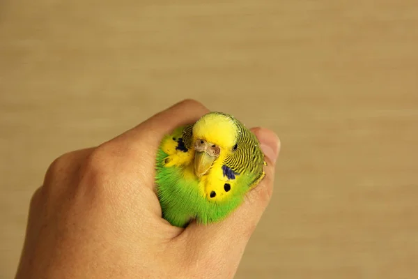 Elinde güzel dalgalı papağan. Elinde kuş — Stok fotoğraf