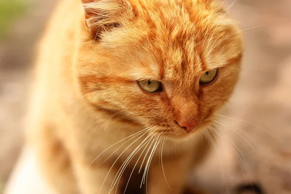 Gyönyörű vörös macska közeli. házi kedvenceim — Stock Fotó