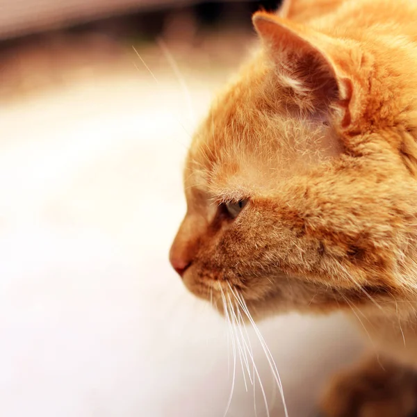 Schöne rote Katze. Nahaufnahme — Stockfoto