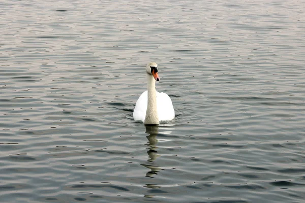 Κύκνος. Όμορφος κύκνος στο νερό. Όμορφο πουλί — Φωτογραφία Αρχείου