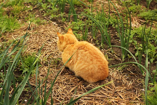 A kertben üldögélni a vörös macska — Stock Fotó