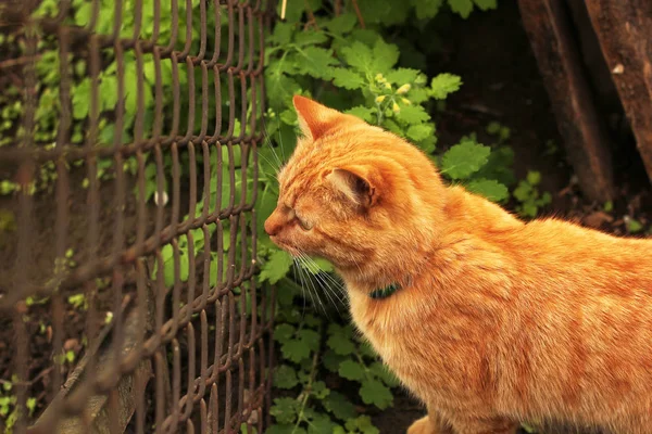 Vacker katt i trädgården. Katt nära nätet — Stockfoto