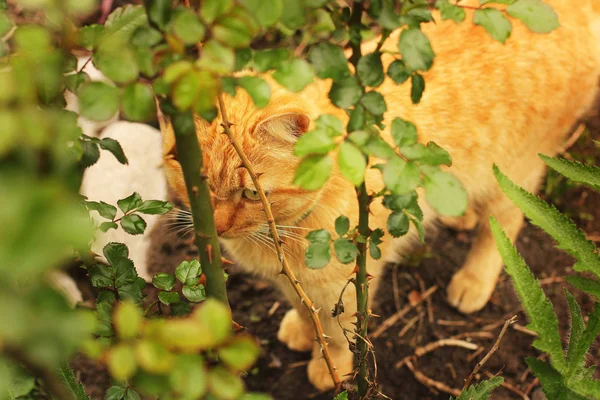 Красива кішка в саду. Кіт біля квітів — стокове фото