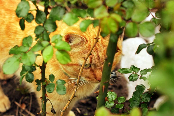 Beau chat dans le jardin. Chat près des fleurs — Photo