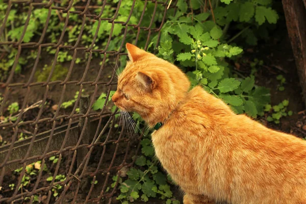 Beautiful cat in the garden. Cat near the grid — Stock Photo, Image