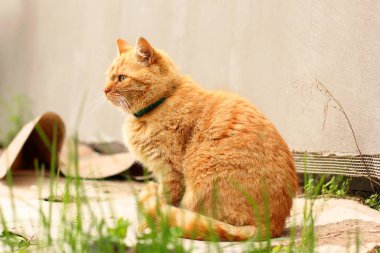 Güzel kırmızı kedi sokakta