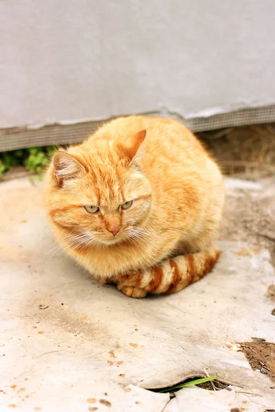 Красива червона кішка на вулиці — стокове фото