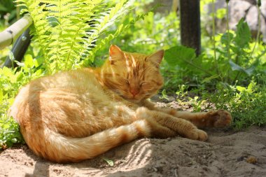 Yerde yatan güzel kırmızı kedi