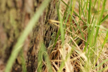 Kertenkele ormandaki bir ağaç üzerinde