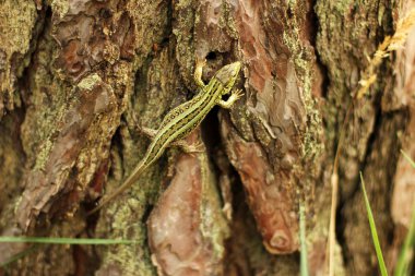 Kertenkele ormandaki bir ağaç üzerinde
