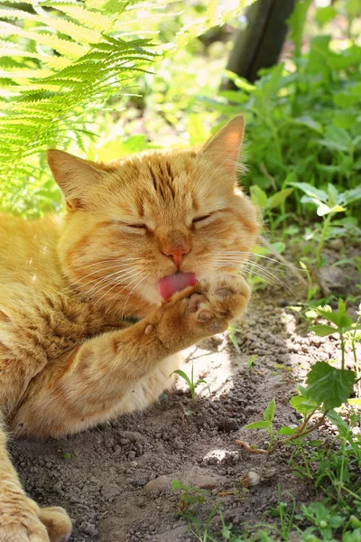 Hermoso gato rojo tendido en el suelo y lame —  Fotos de Stock