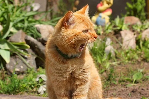 Gyönyörű vörös macska énekel az utcán — Stock Fotó