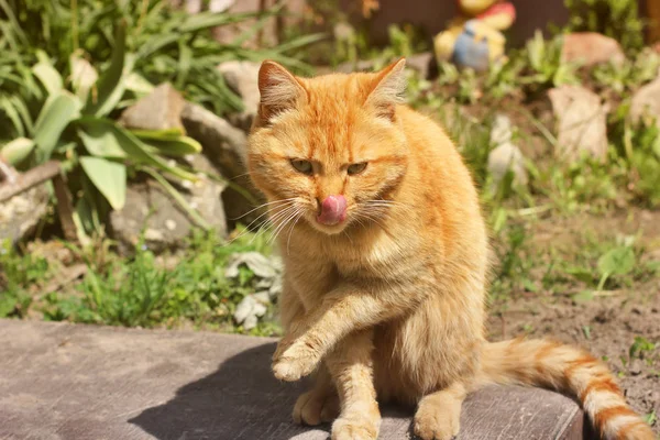 Szép piros macska nyalogatja az utcán — Stock Fotó