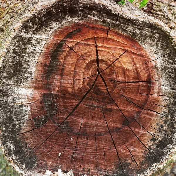 Tree cut close up. Cut tree. Wood background