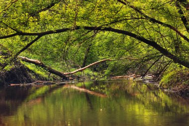 Ormanda güzel bir nehir. Sudaki ağaçların yansıması
