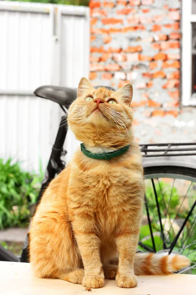 Hermoso primer plano de gato rojo. El gato está sentado en la mesa —  Fotos de Stock