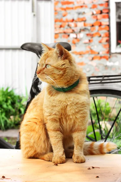 Beau gros plan de chat rouge. Le chat est assis sur la table — Photo